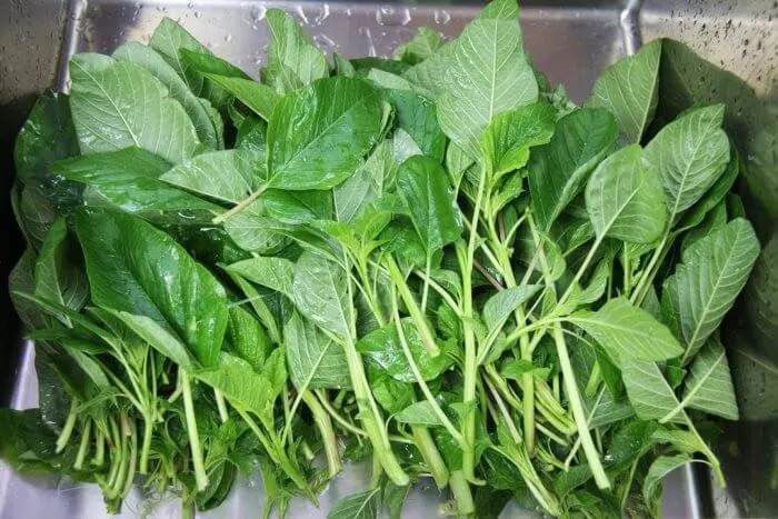Freshly washed Jamaican callaloo leaves