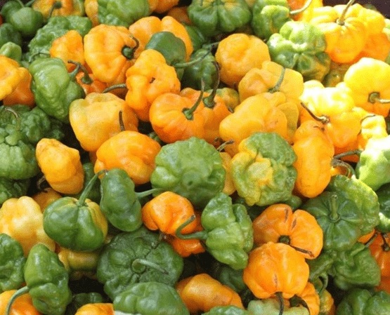 Pile of green, yellow and orange Scotch bonnet peppers