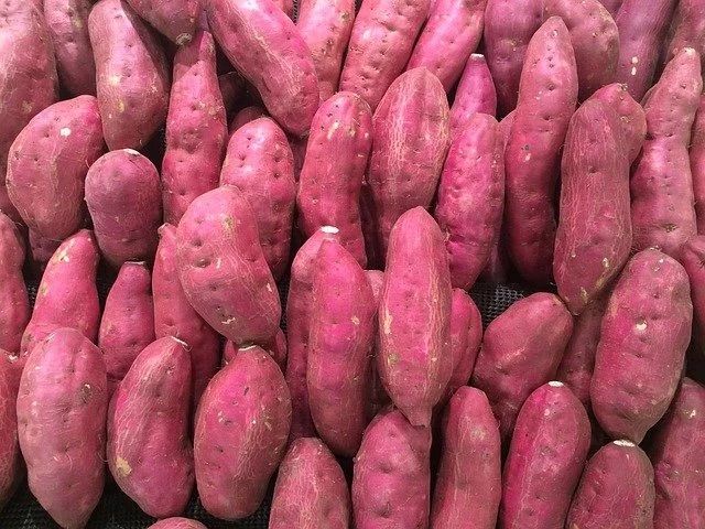 Rows of red-skinned sweet potatoes